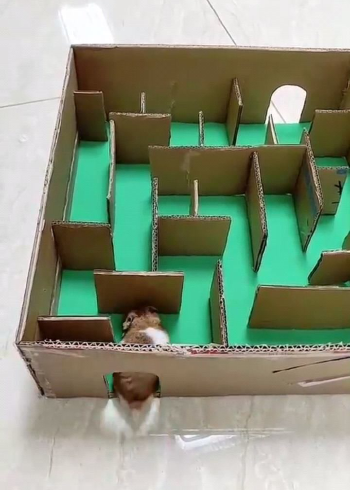 手工制作仓鼠闯迷宫
