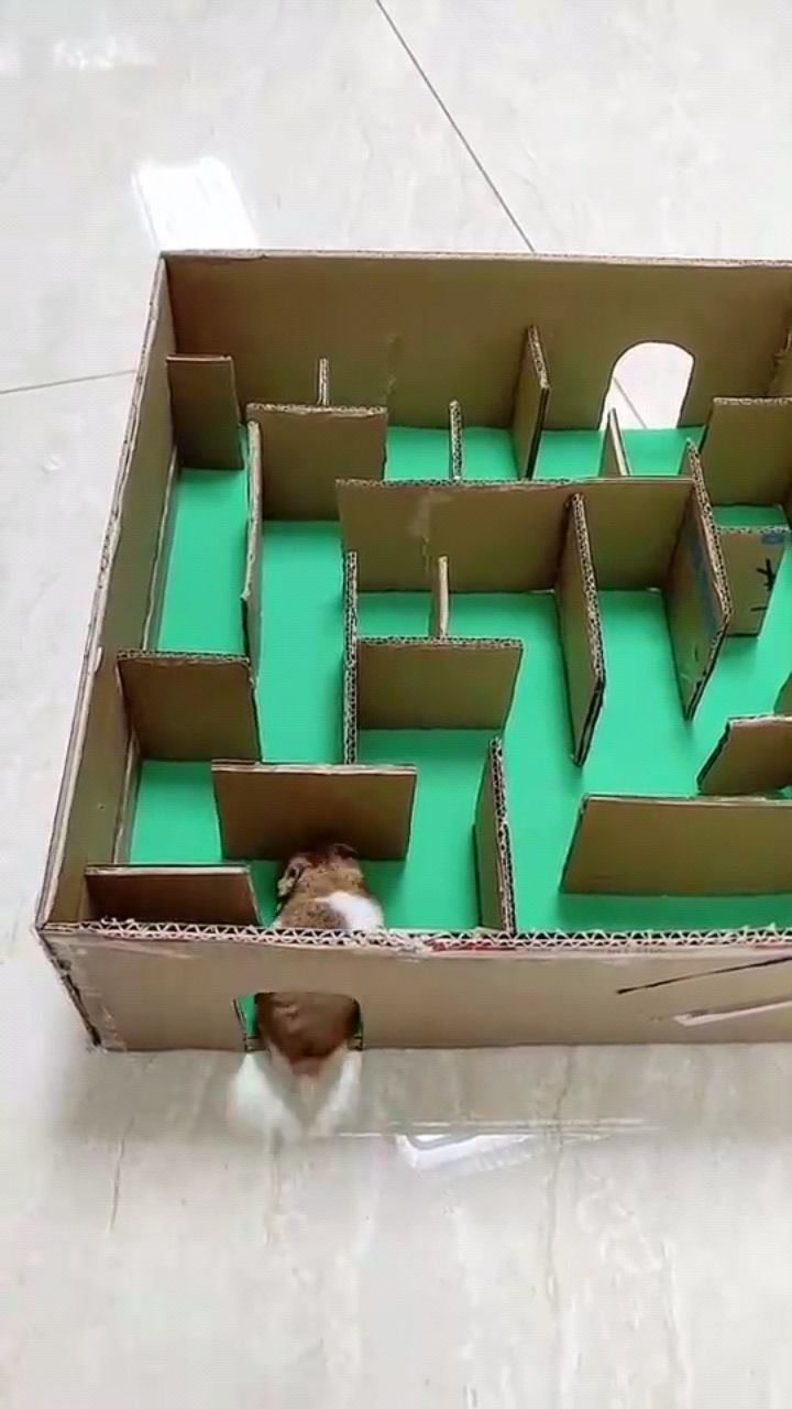 手工制作仓鼠闯迷宫_腾讯视频