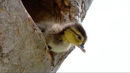 小鸟刚出壳一天，鸟妈妈就勒令宝宝们从十多米高的窝里跳下