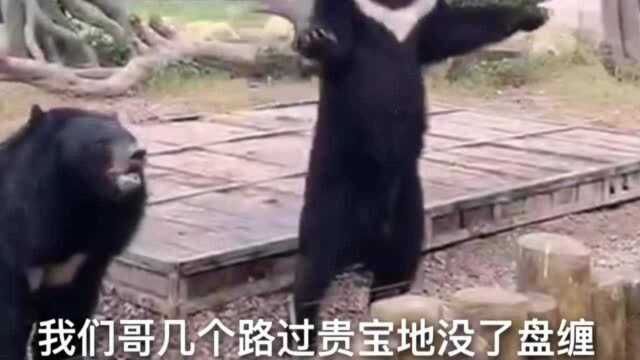 爆笑:终于找到西游记中黑熊怪的原型了,就这体格敢不服么?