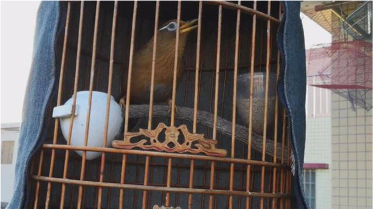 一只清秀苗条的公画眉鸟,叫声清脆响亮!相信你也会被它的唱功迷倒