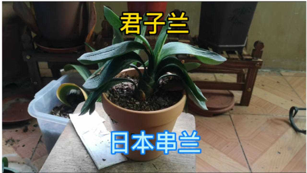 君子兰有个品种,叫日本串兰,小苗时很好看,长大就抱盆,来看看