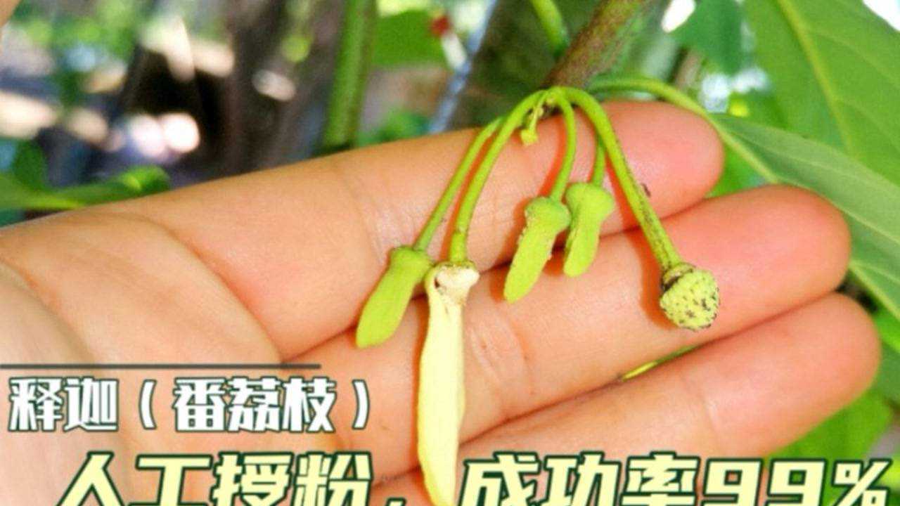 释迦番荔枝暴力授粉成功率99以上感兴趣的朋友看过来