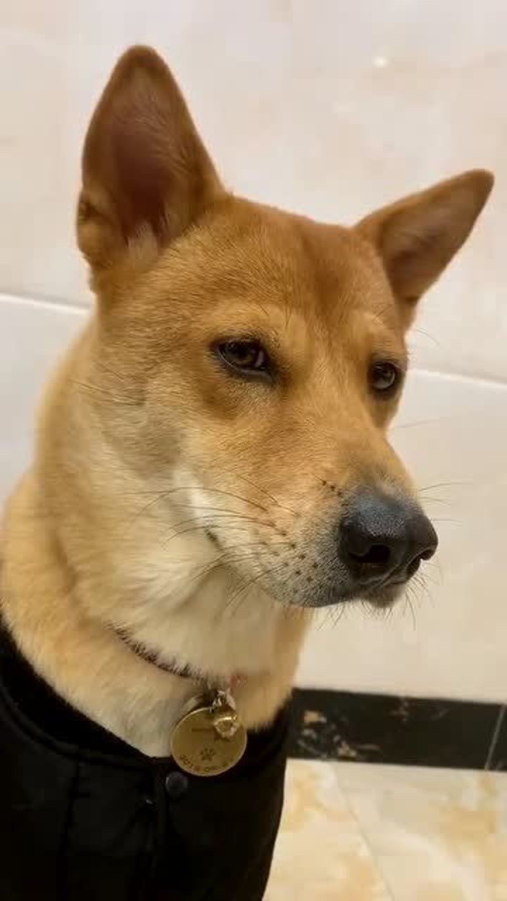 中华犬