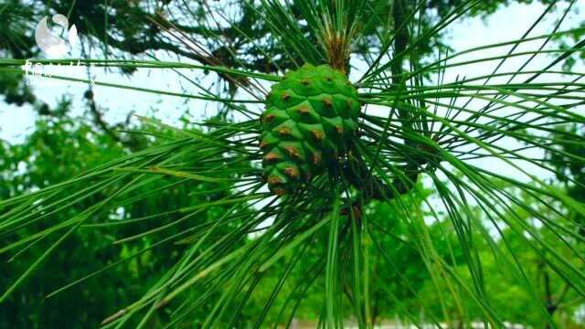 中国植物大赏:松科植物里的珍奇