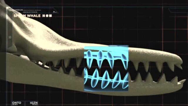 噬抹香鲸能在鲸界称奇的原因是什么?大却钝的牙齿为何会有杀伤力?