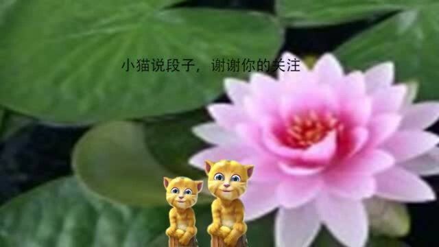 猫猫讲段子:这些道理,你死前再明白,就晚了!