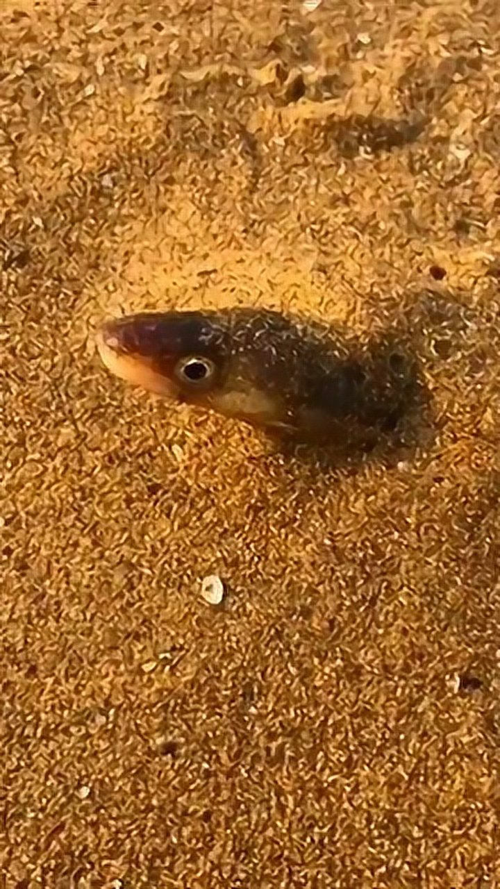 沙滩上发现一条鱼,钻出来后,竟然这么长!