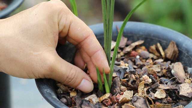 兰花的花芽,叶芽如何分辨?如何养护?让它越长越壮!看完明白了