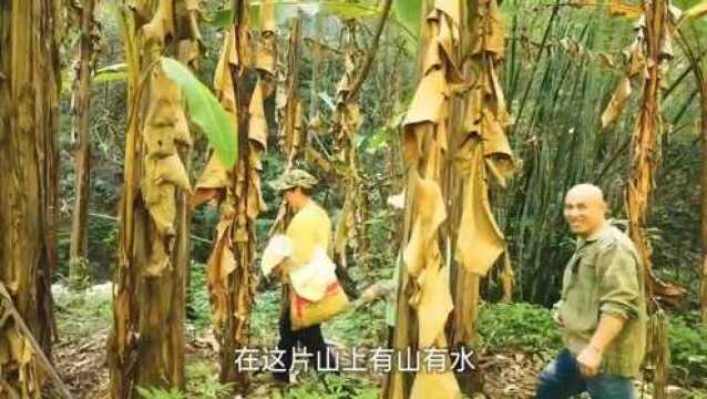 满山的秋笋无人采摘,这次组团来拔笋,拔笋的声音脆脆的真过瘾!