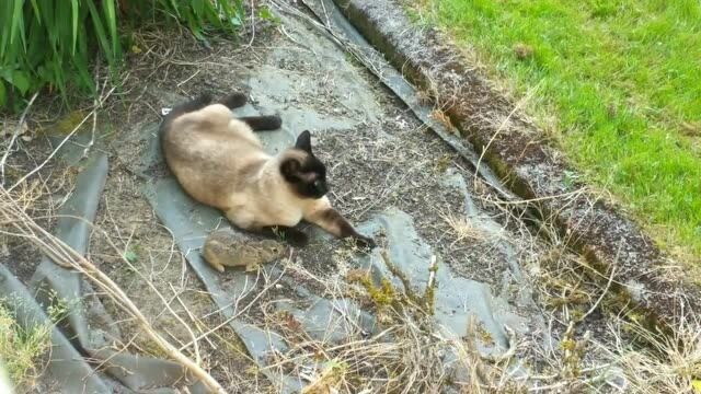 猫咪捕一只兔子回家,当见主人撒口就跑,猎物跑出屋外结局亮了