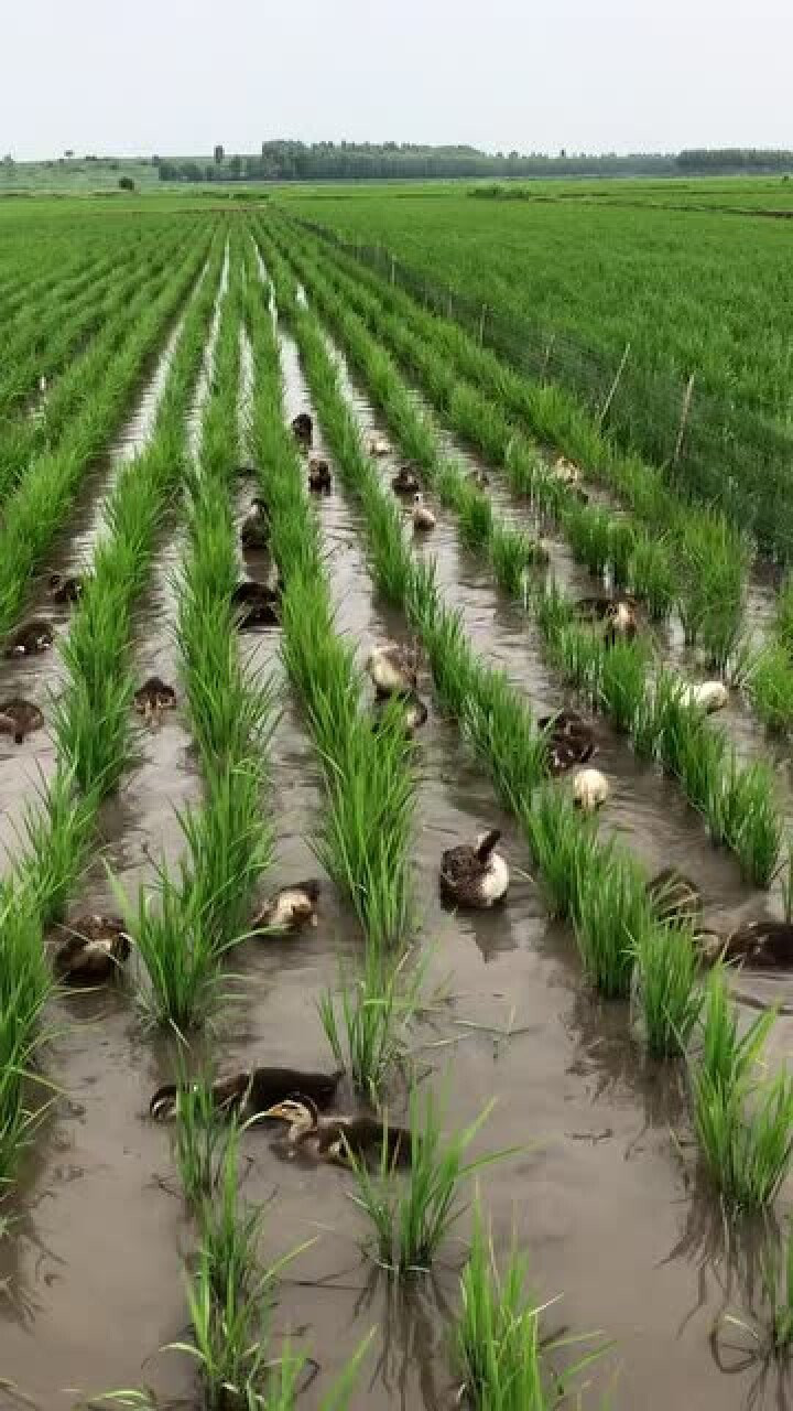 农村的稻田养鸭,真正的生态种养殖,稻香鸭壮!