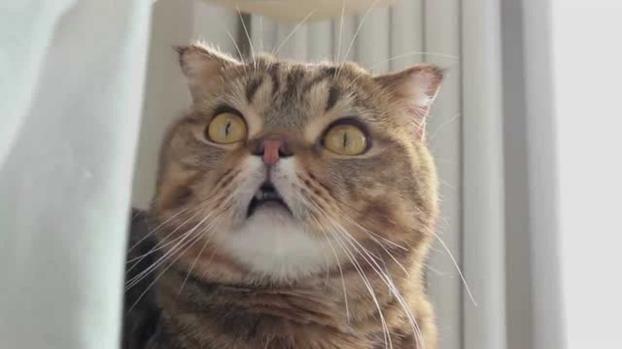 我从猫咪的眼睛里看到了疑惑