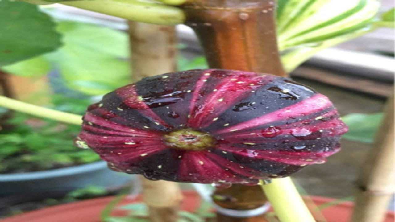 品种系列:"bnr"无花果,颜值口感双一流?厉害了