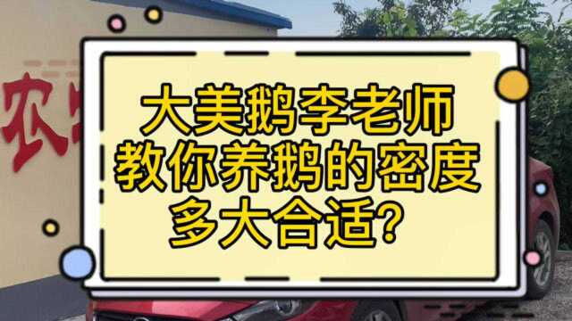 大美鹅李老师教你养鹅密度多大合适?