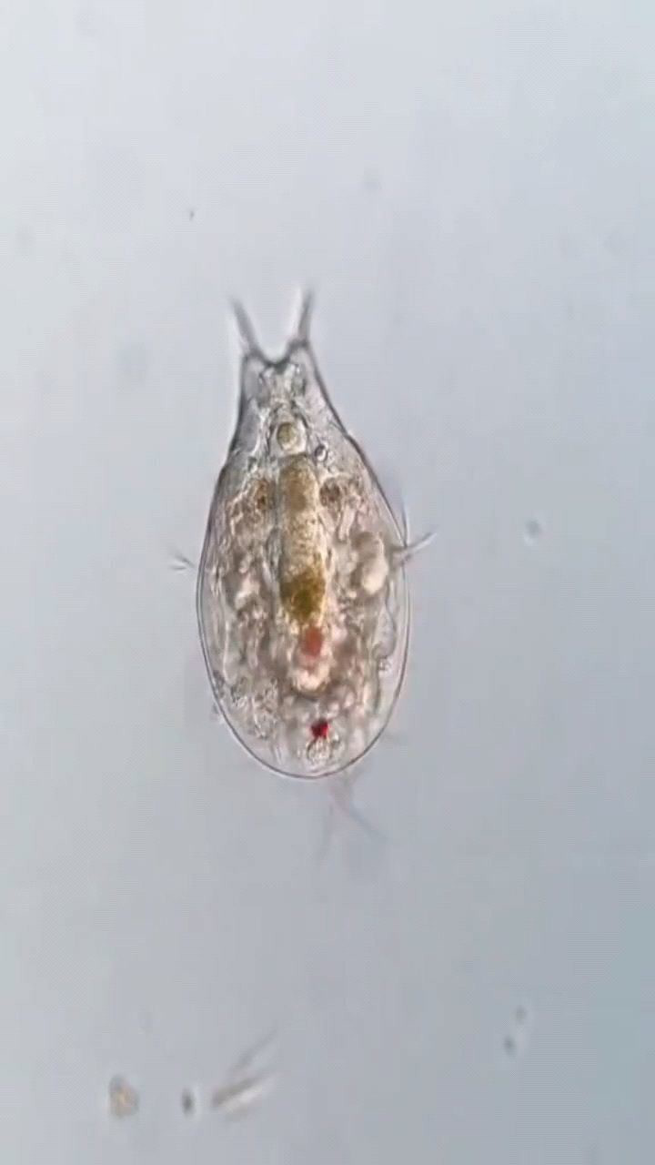 水蚤:小家伙不要过来.