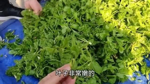 东北野菜大量上市了,你认识几种?让女子给你介绍介绍