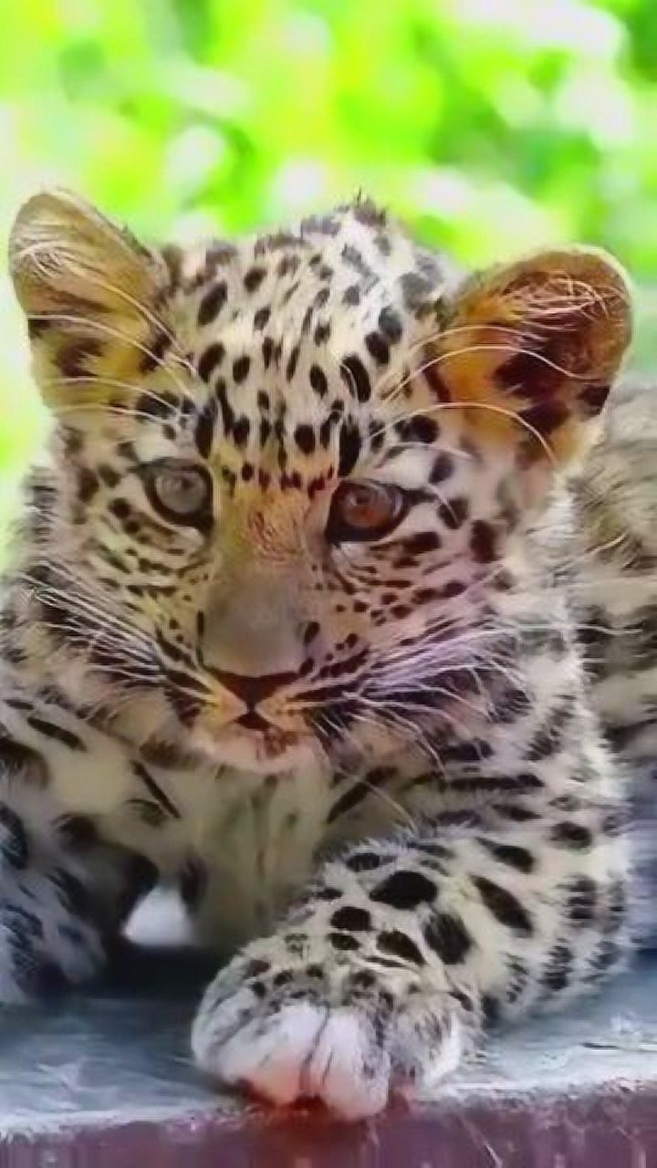 颜值爆表的小花豹