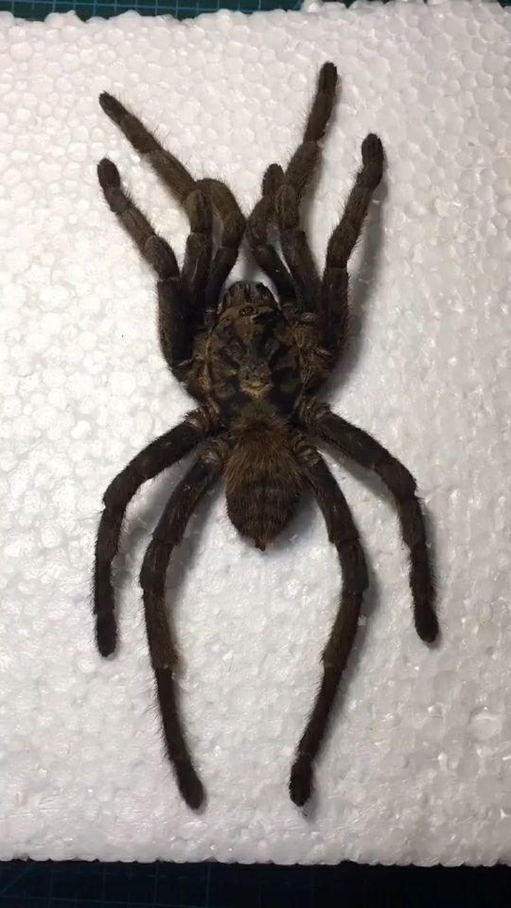 捕鸟蛛呢,有些是会踢毛的品种.