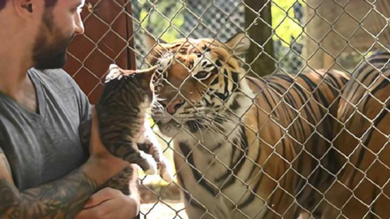 网友:不愧是老虎的师傅!