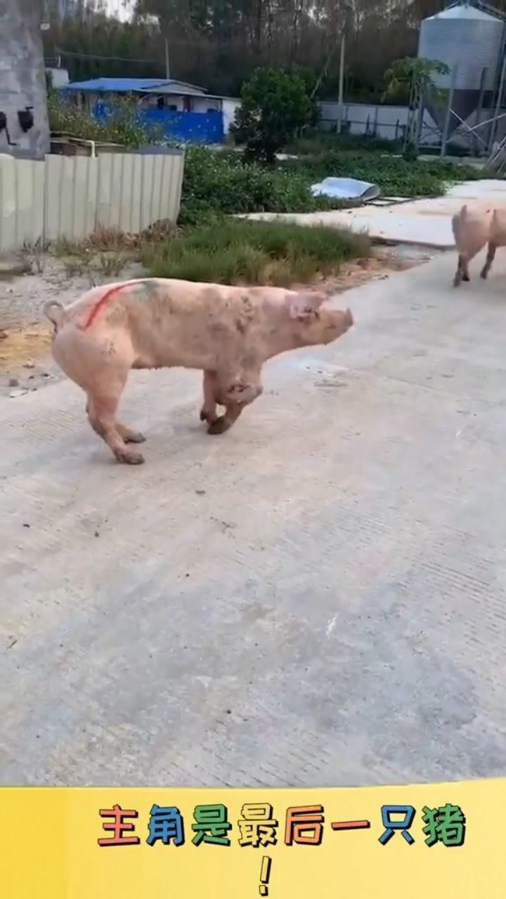 这些猪走路姿势太搞笑了,原谅我笑的很大声!