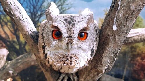 领角鸮:红眼猫头鹰,梦幻般闪耀的赤眼龙