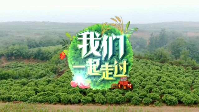 【我们一起走过】内丘县南刘庄:金银花开幸福来