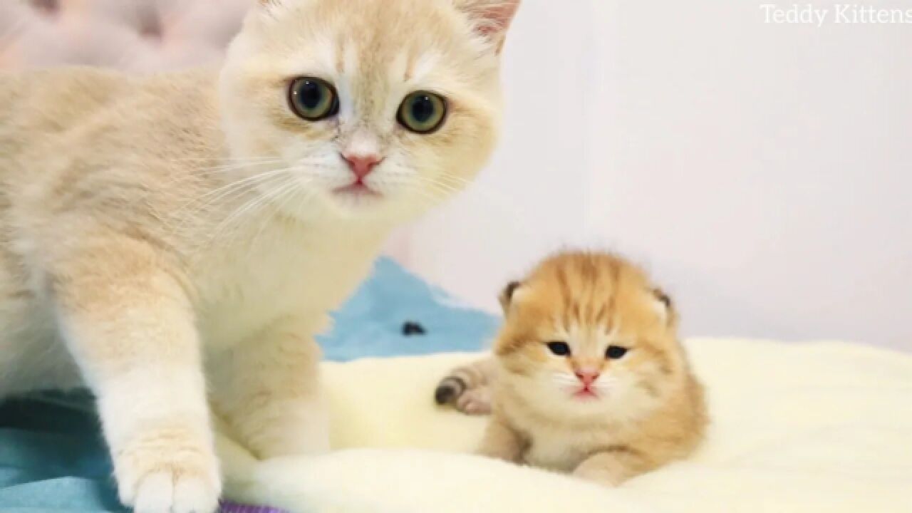 金渐层一家橘猫第一次见到它的小兄弟太可爱了