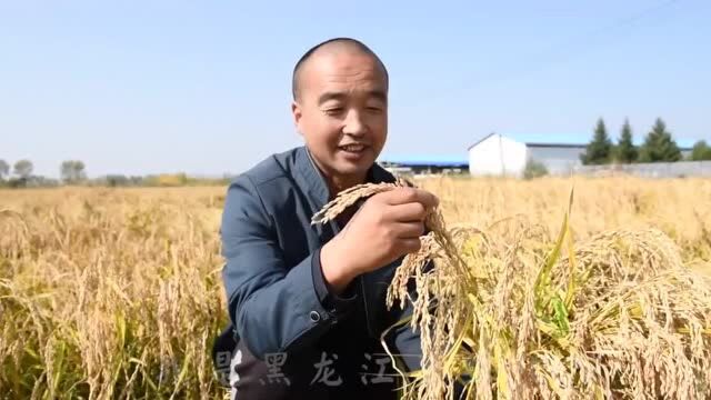 “土地是咱老百姓的根 ”一位绥化农民朴实的独白