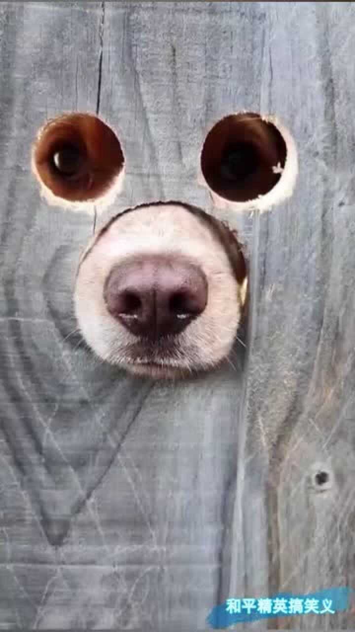 狗狗的各种迷惑行为,网名直评:又可爱又搞笑.