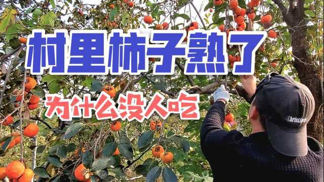 村里的柿子红了,为啥却没人吃呢?刀哥有些疑惑,决定摘几个尝尝