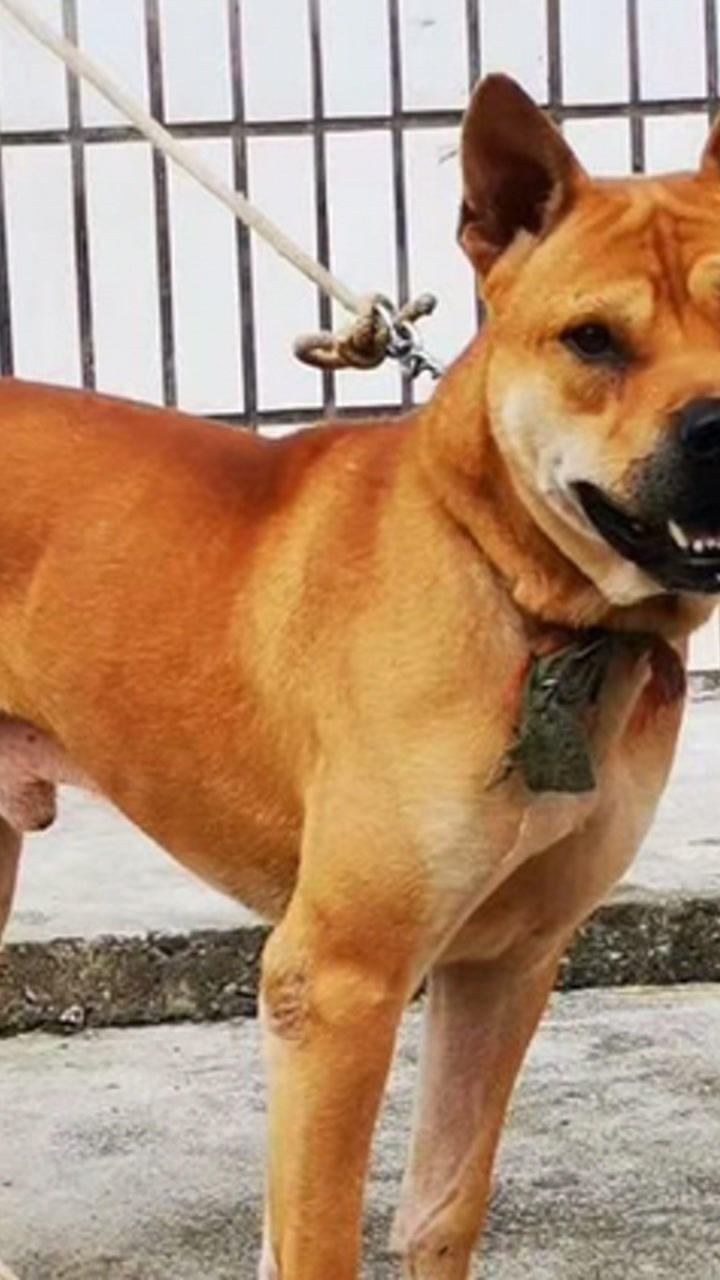 中华田园犬广西土猎犬虎斑