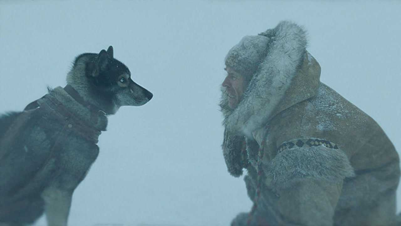 《多哥》忠勇的雪橇犬多哥的感人励志故事