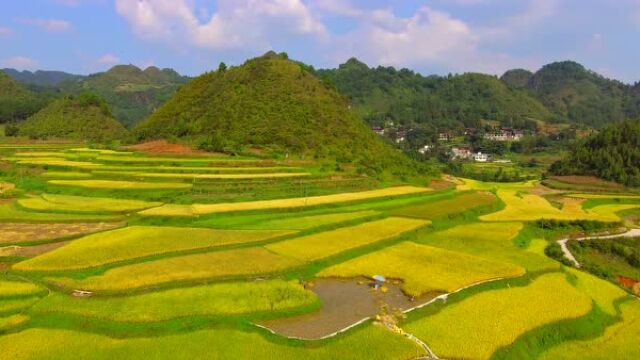 大山里的稻谷熟了,看这熟悉的画面,你想念家乡了吗