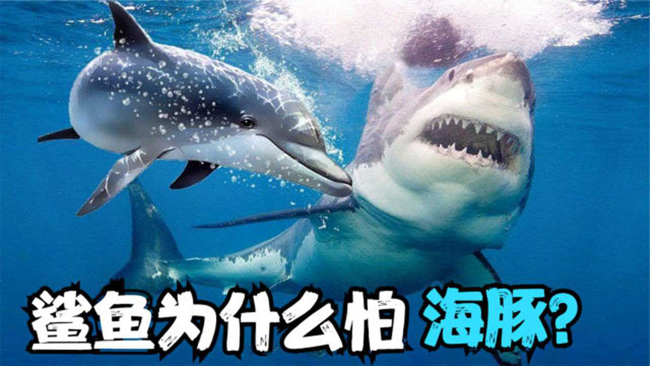4个鲨鱼害怕海豚的原因海豚能撞死鲨鱼甚至被称为鲨鱼克星