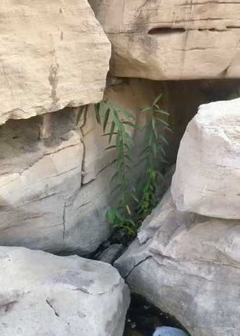 在石头夹缝中生长的植物,生命力很顽强,在阳光的沐浴下茁壮成长!