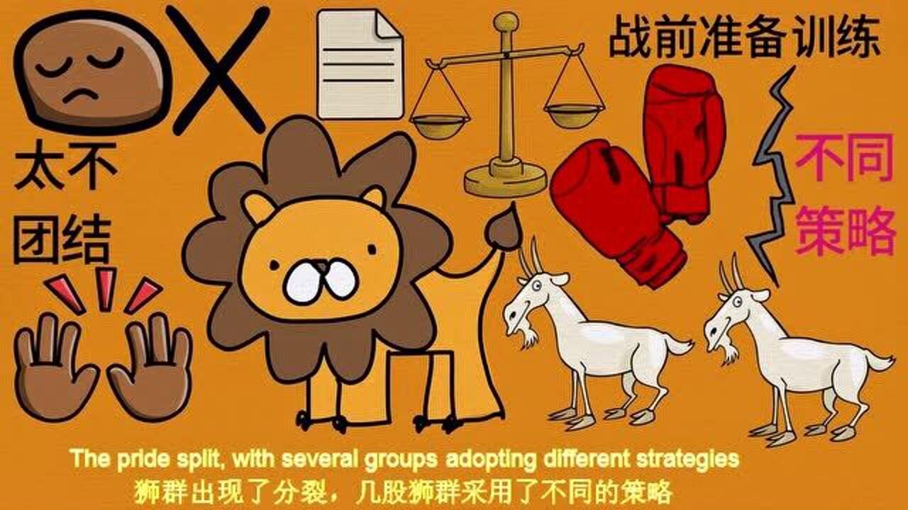 一只羊领导一群狮子，和一只狮子领导一群羊战斗，你认为谁会赢_高清1080P在线观看平台_腾讯视频