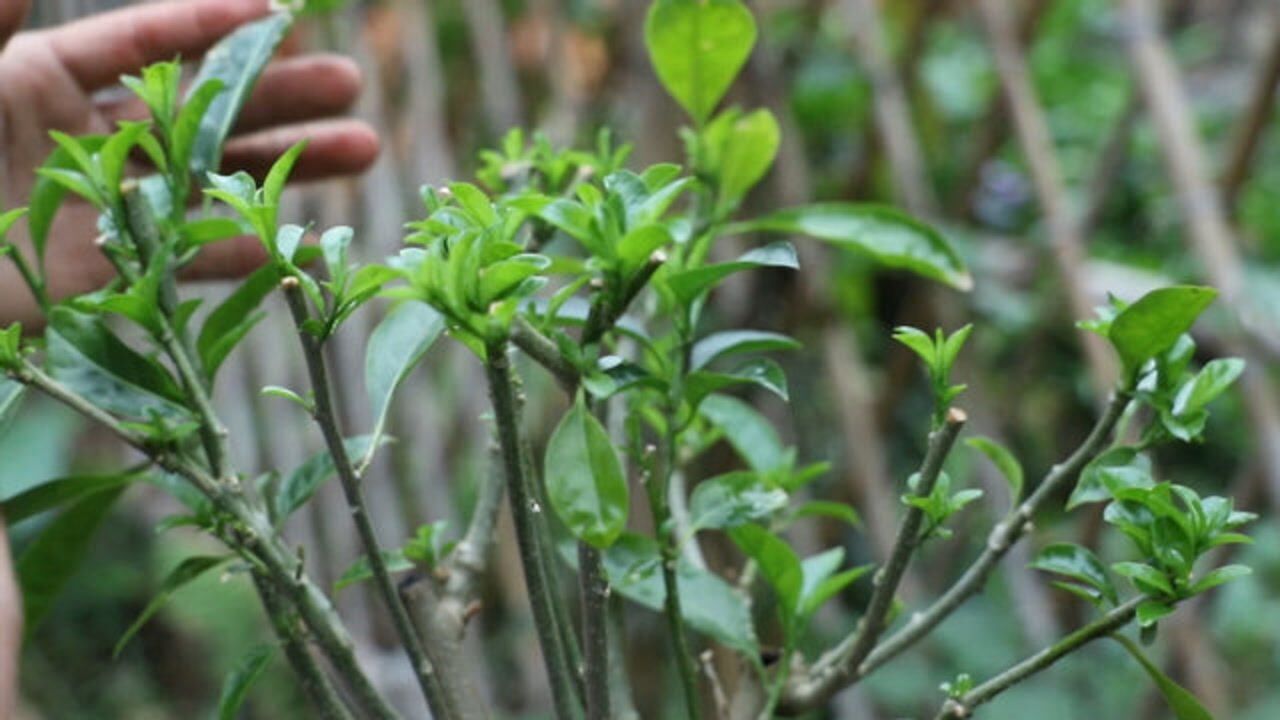 给夜来香修剪后,用了什么方法?能让它长那么多侧芽?看完明白了