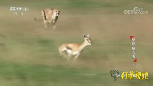 猎豹追捕羚羊！在广袤的大草原上，一场狩猎正在展开