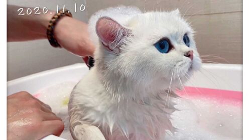 晚晚猫咪的洗澡记