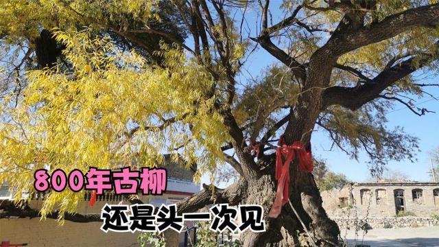 山西山阴只有30人的小山村,有棵800年的古柳树,秋天黄了很漂亮