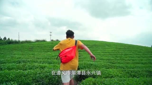 在贵州湄潭县中国茶海,似乎闻见了爷爷泡的茶.