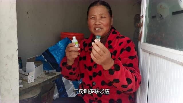 养羊老张分享:给羊做防疫三防四联疫苗的配制