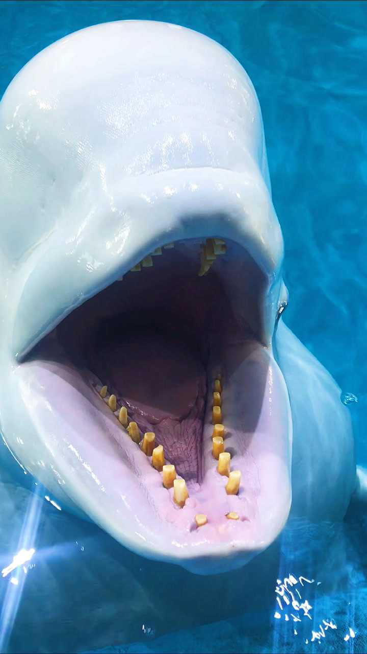大白鲸的嘴巴到底有多大