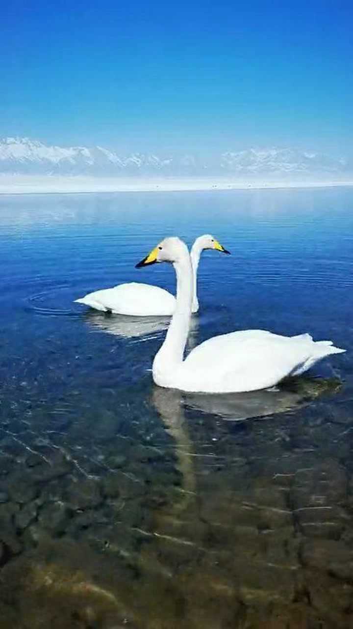 两只大鹅戏水,洁白的羽毛跟风景融为了一体