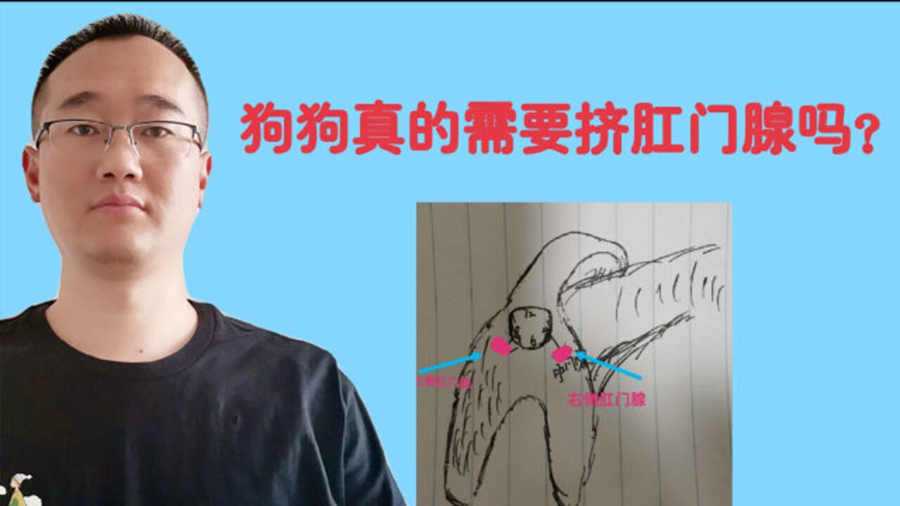 给狗狗洗澡美容师说不用经常给它挤肛门腺到底多久挤一次合适