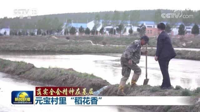 【落实全会精神在基层】元宝村里“稻花香”