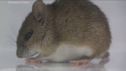 福岛辐射6个月后展开的遗传学研究！田鼠受到辐射的影响有多大？