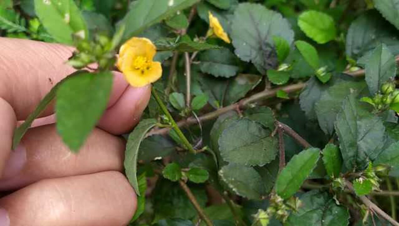 单鞭救主药名之迷,黄花稔披露泌尿系结石胃痛等疑云