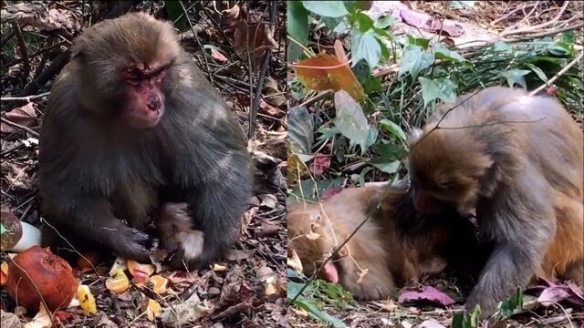 桂林一景区猕猴遭残忍捕杀?景区:捕猴合法,受伤为猴群内斗所致